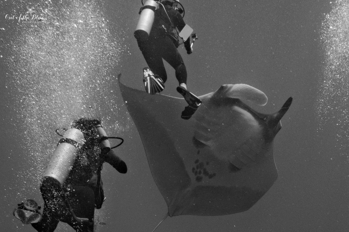 black and white, two divers swim with a manta ray