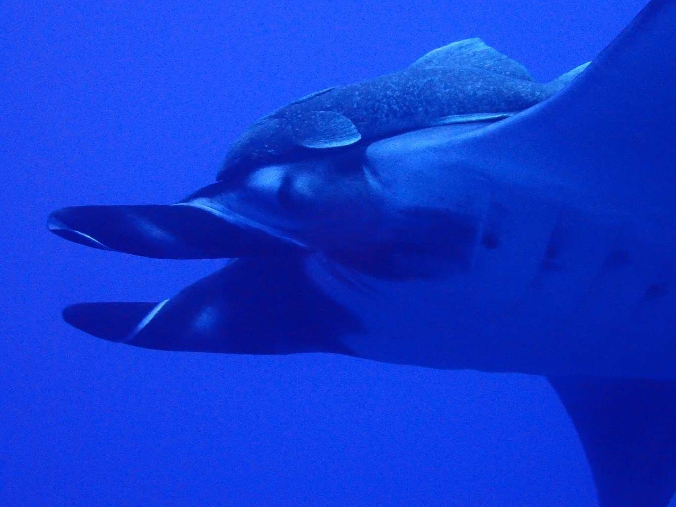 Hitching a ride on a Giant Manta at Socorro