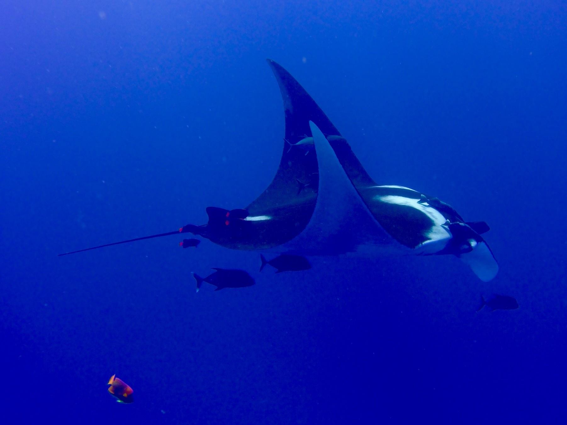 A beautiful Manta and her friends put on a show at Socorro
