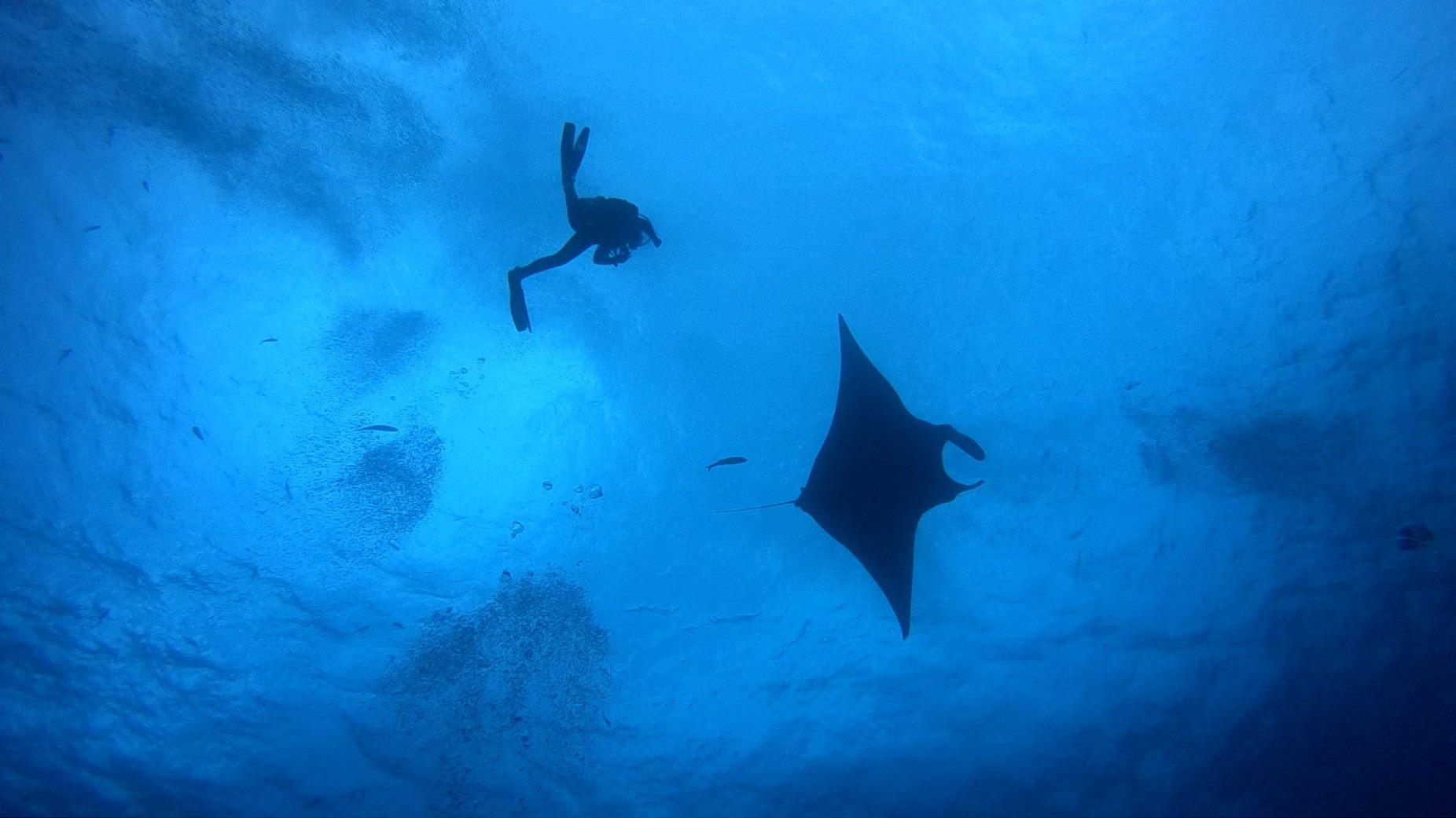 Maya offers a new perspective in Manta Love at Roca Partida