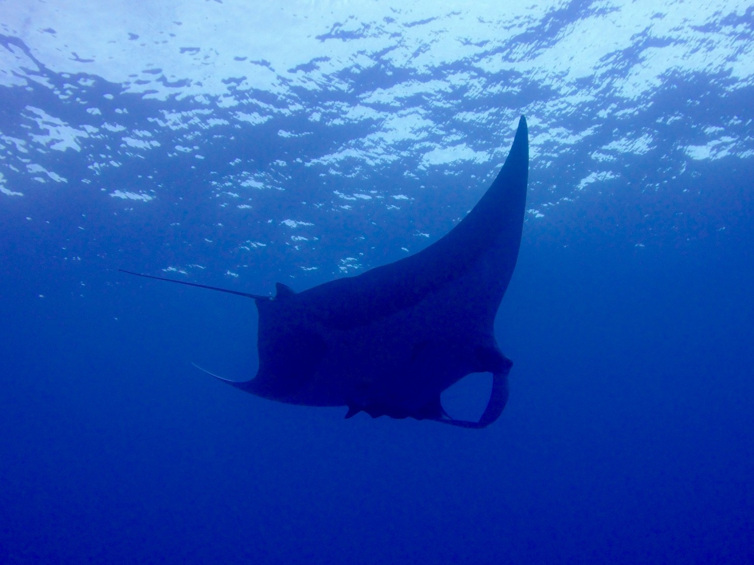 giant manta ray swims by
