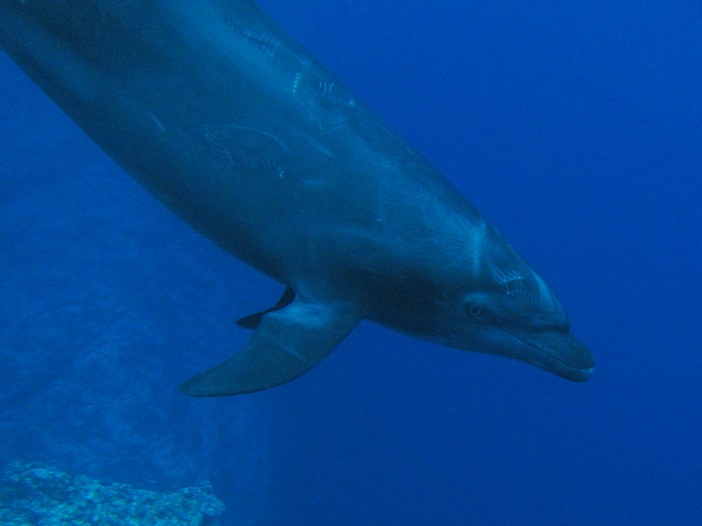 Dolphin in the Sea of Cortez