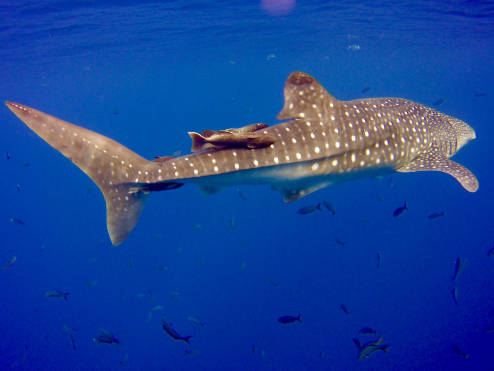whale shark in the Sea of Cortez