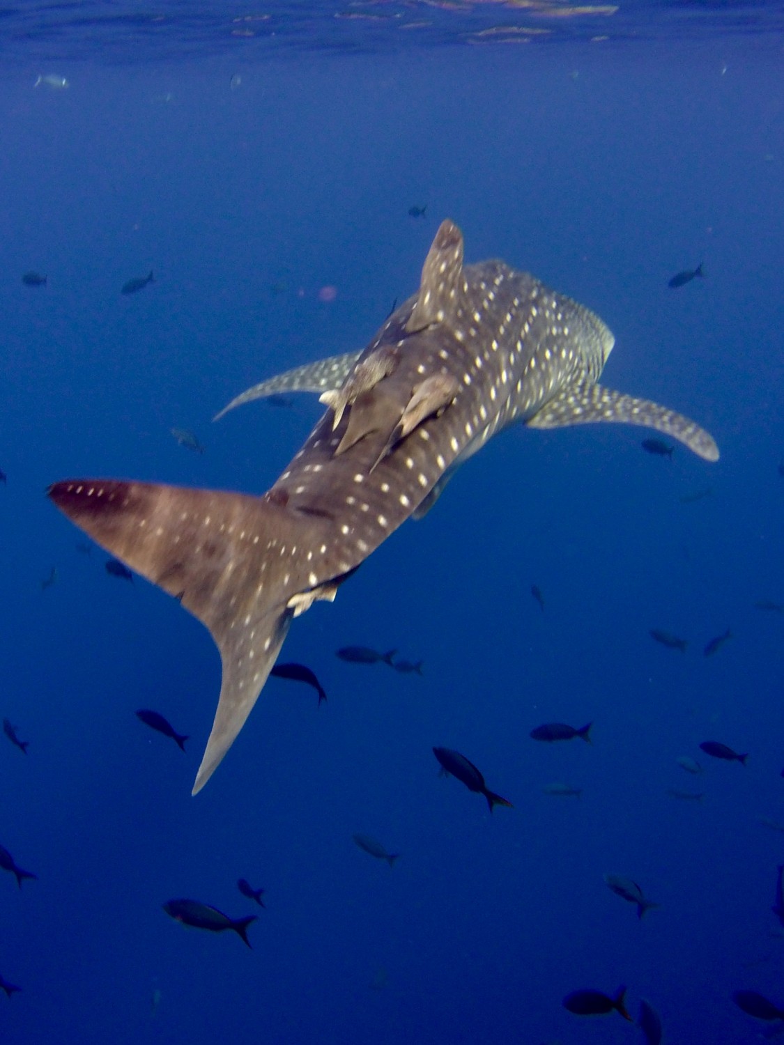 whale shark in the Sea of Cortez