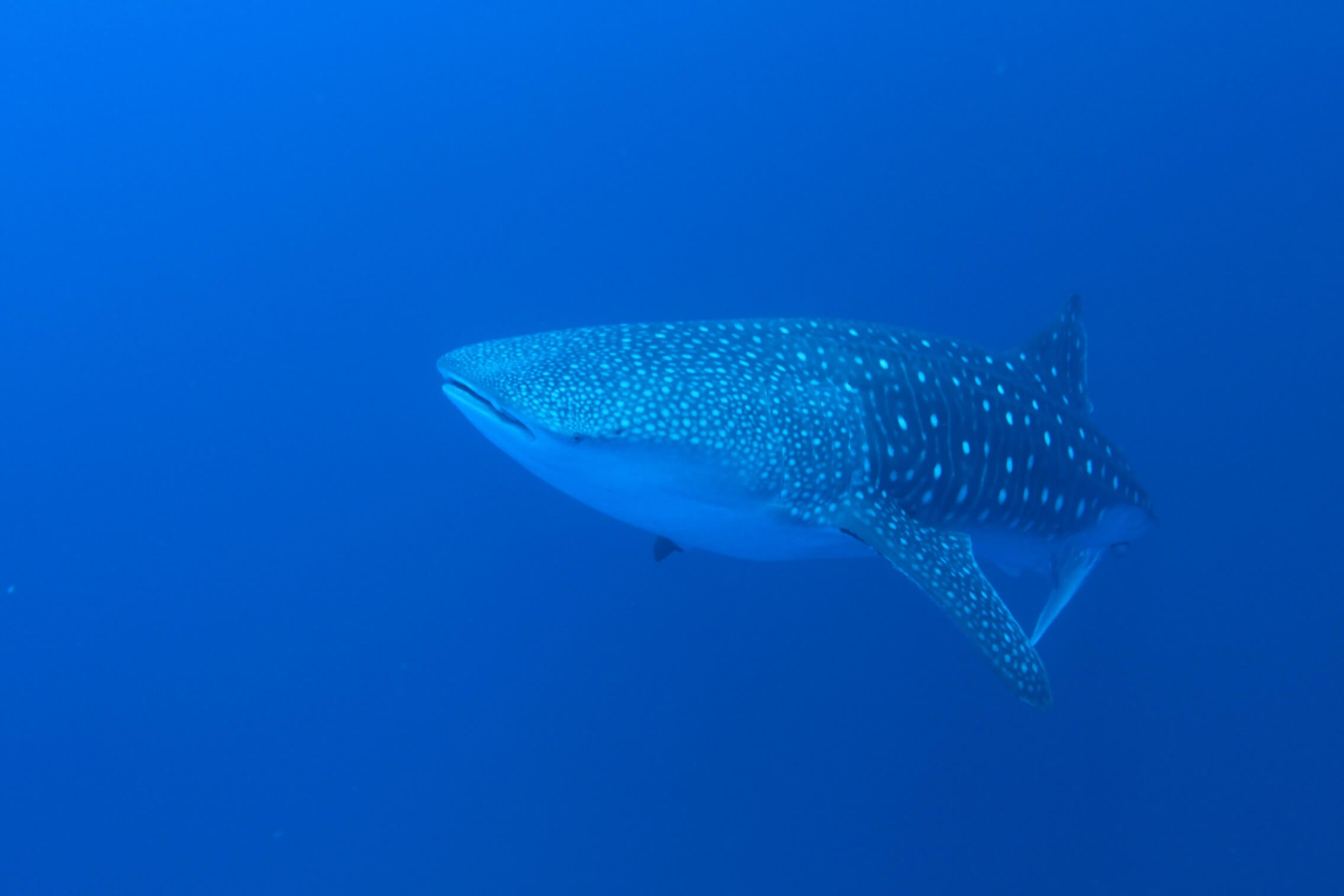whale shark swims in the blue