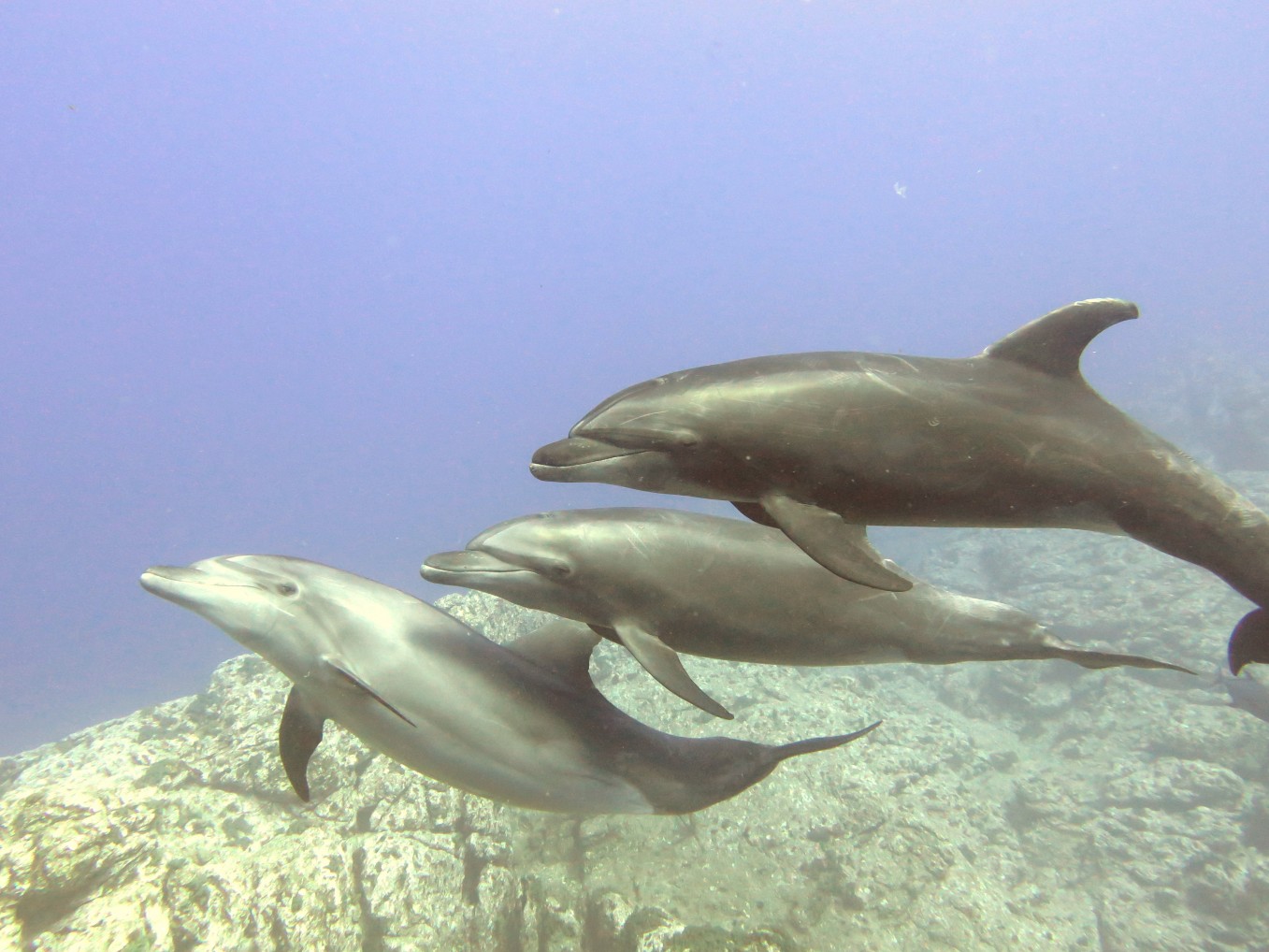 3 dolphins dolphins swimming at isla socorro