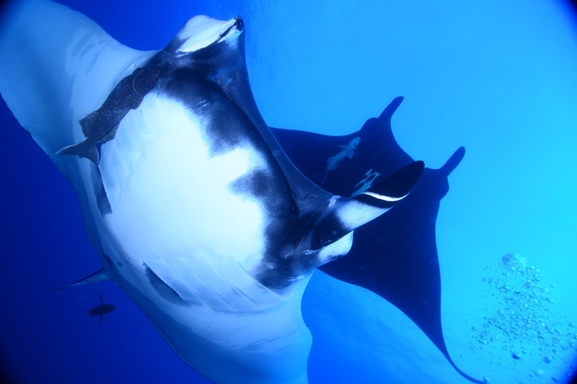 two giant mantas approaching diver photographer