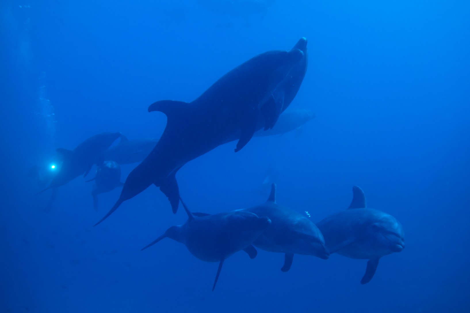 dolphin pod underwater at cabo pierce