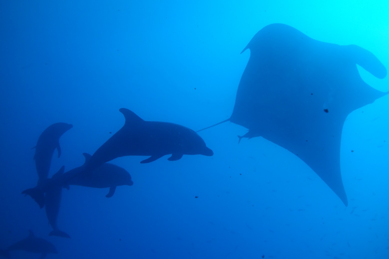 pod of dolphins swim with giant manta ray