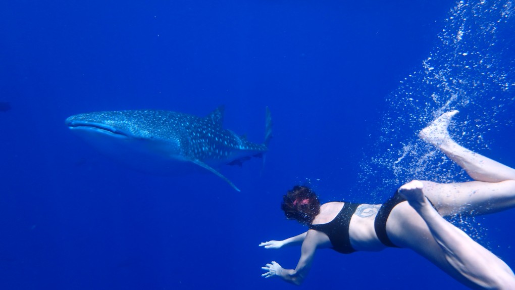 whale shark and snorkeller swim towards each other