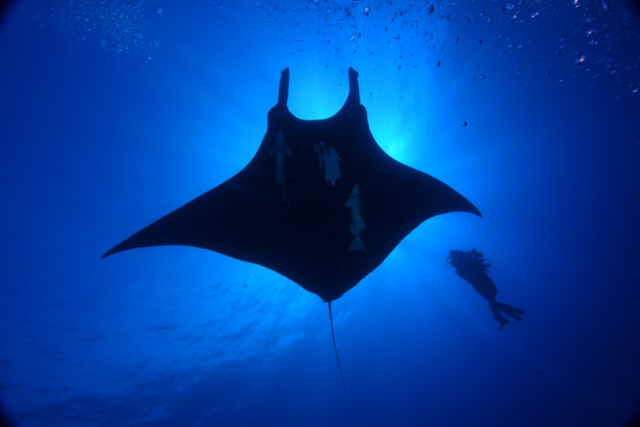 manta and diver silhouetted from below