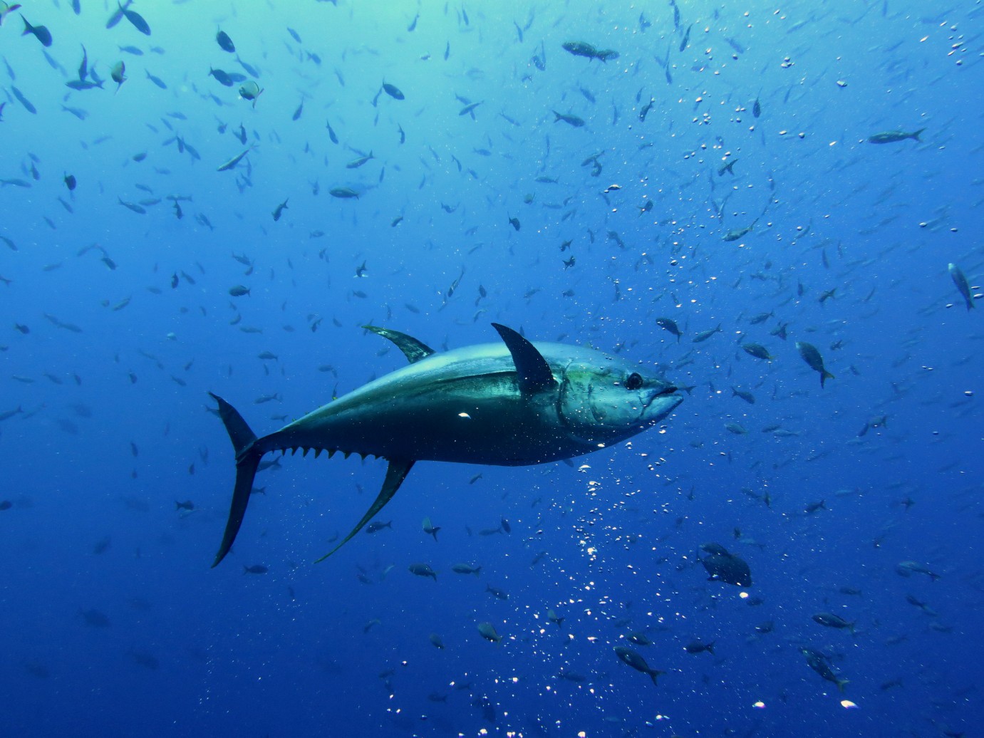 large yellowfin tuna amongst school of small fish