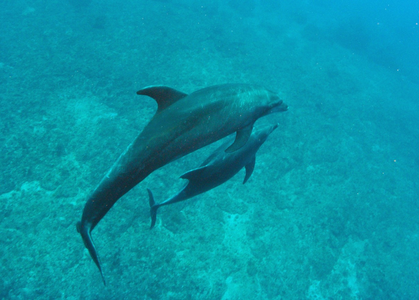 two dolphins swimming in the waters of punta tosca