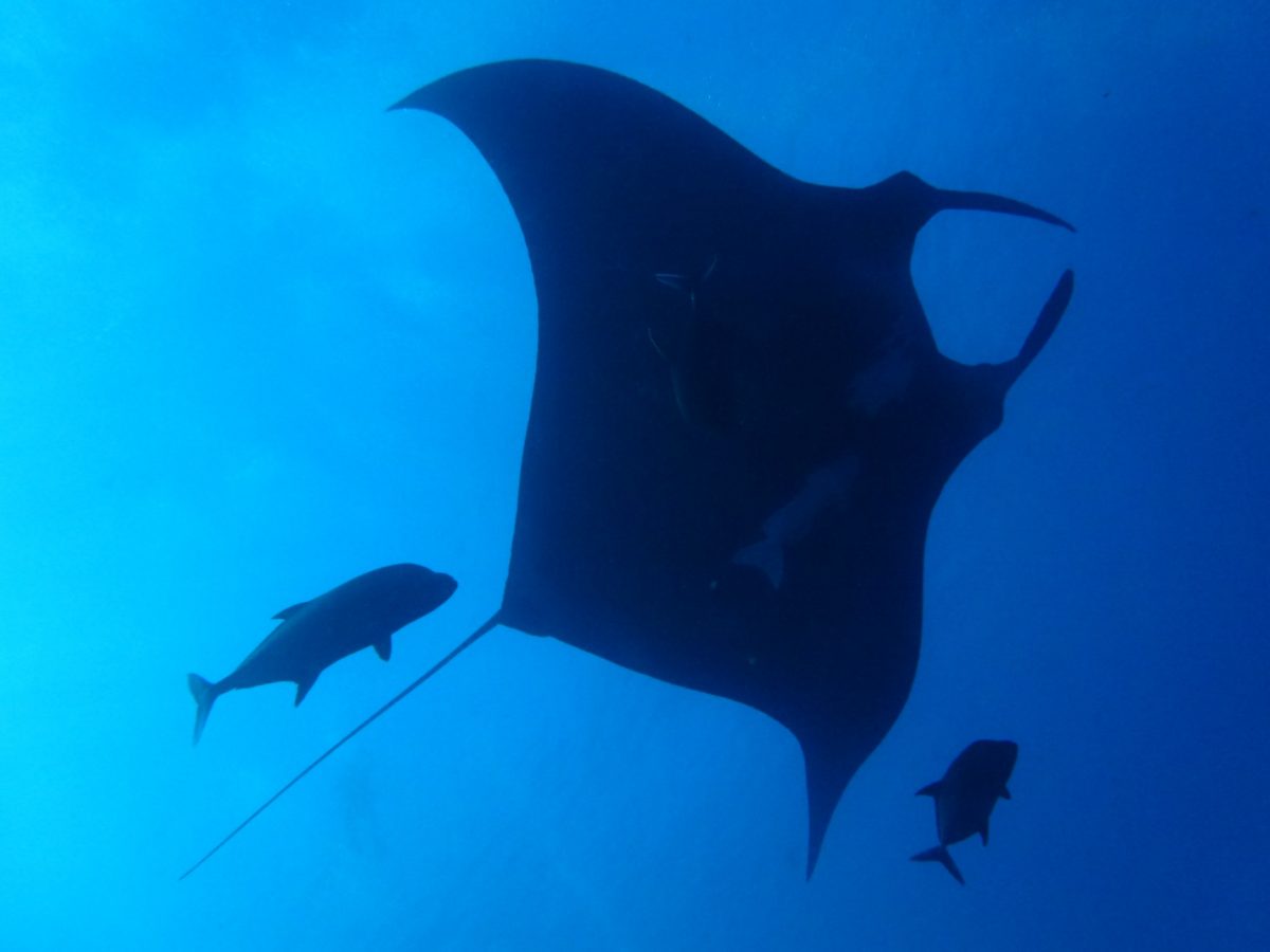 astonishing giant manta ray at roca partida