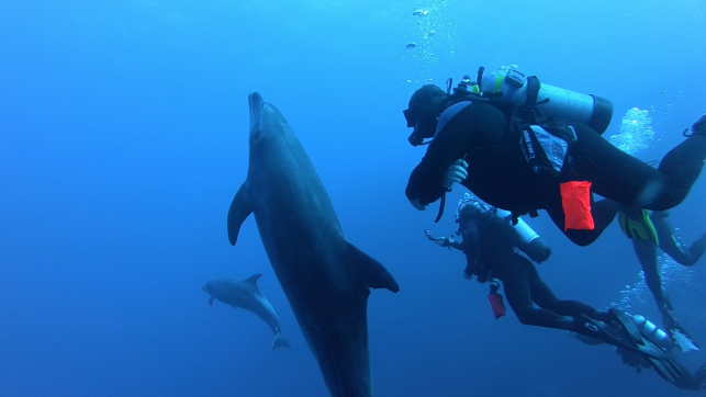 bottlenose dolphin is comfortably close with nautilus divers