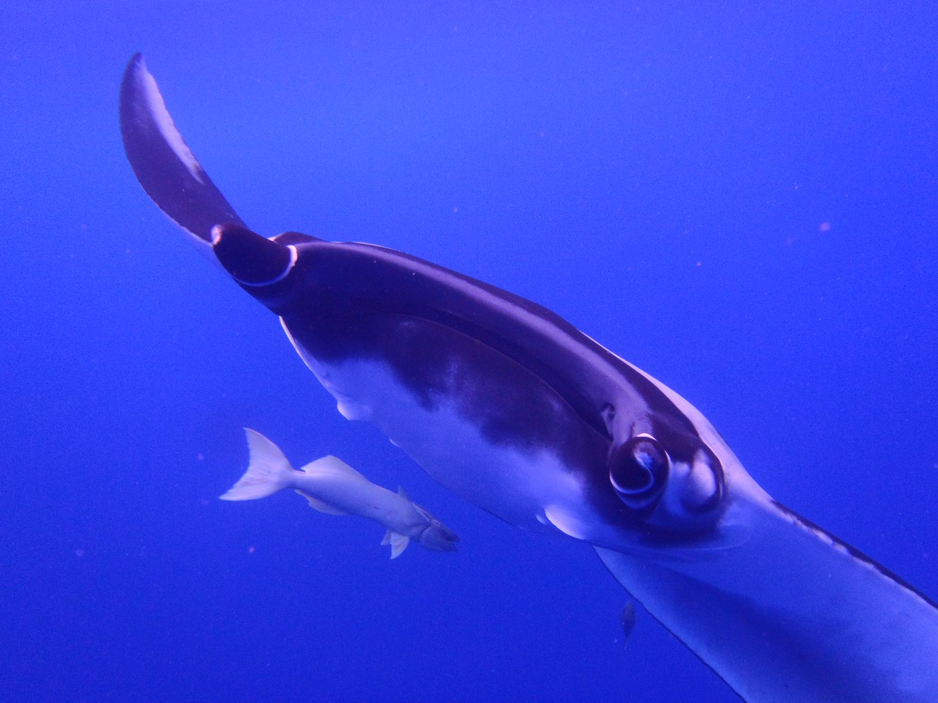 front view of giant manta with curled cephalic fins & remora fish