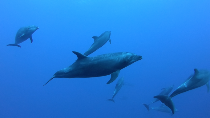 a pod of bottlenose dolphin swimming in all directions