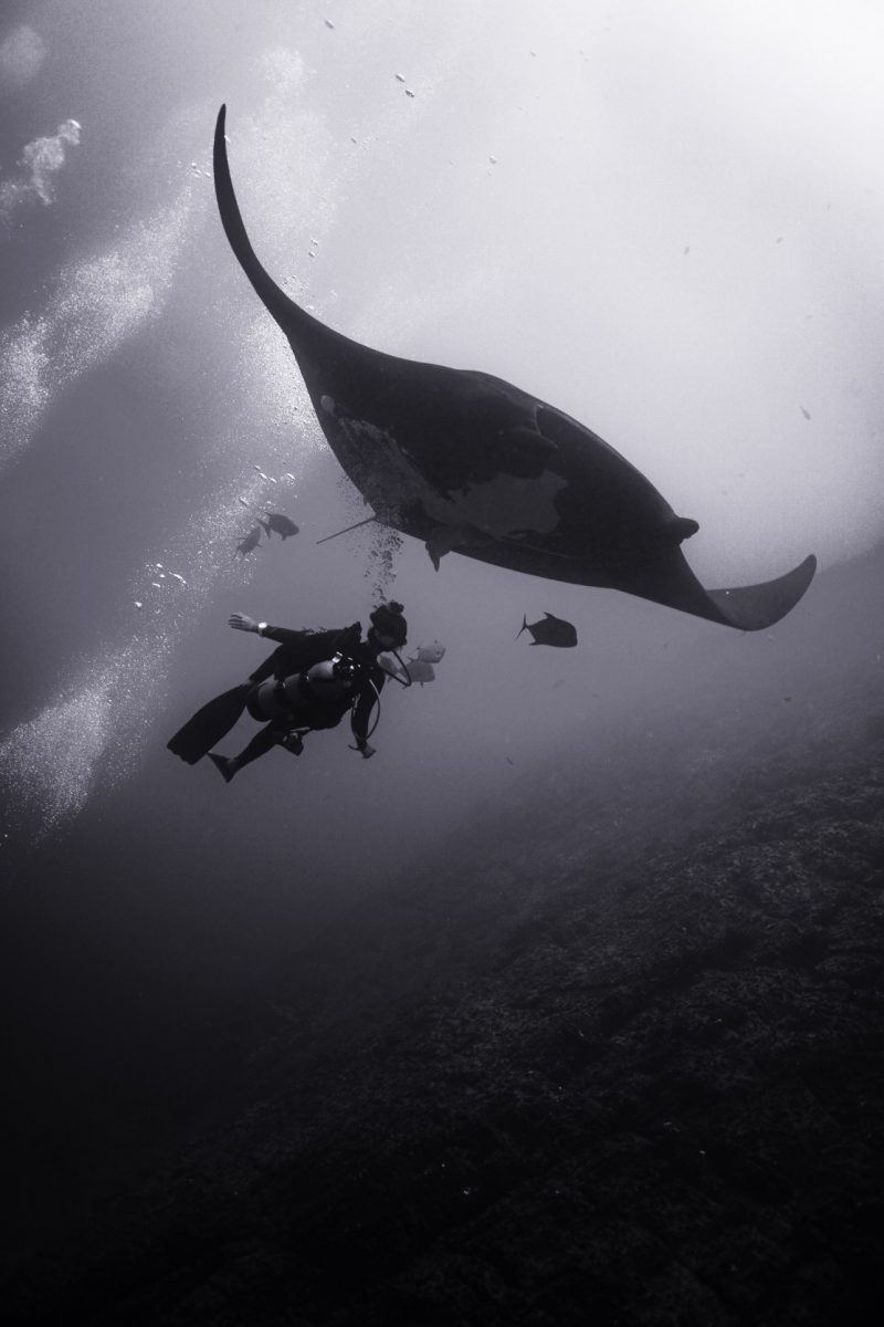manta ray sweeps over diver bubbles