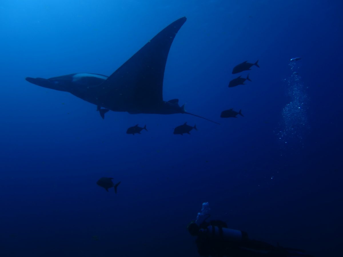 giant manta leading a small school of fish