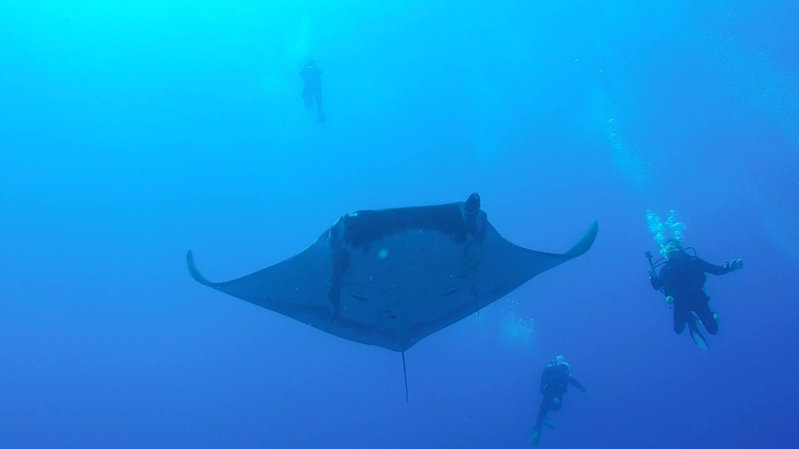 3 divers get a good view of a giant manta ray