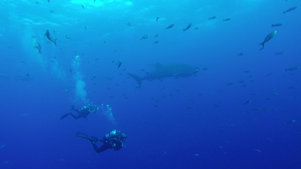 two divers swim along with a large whale shark
