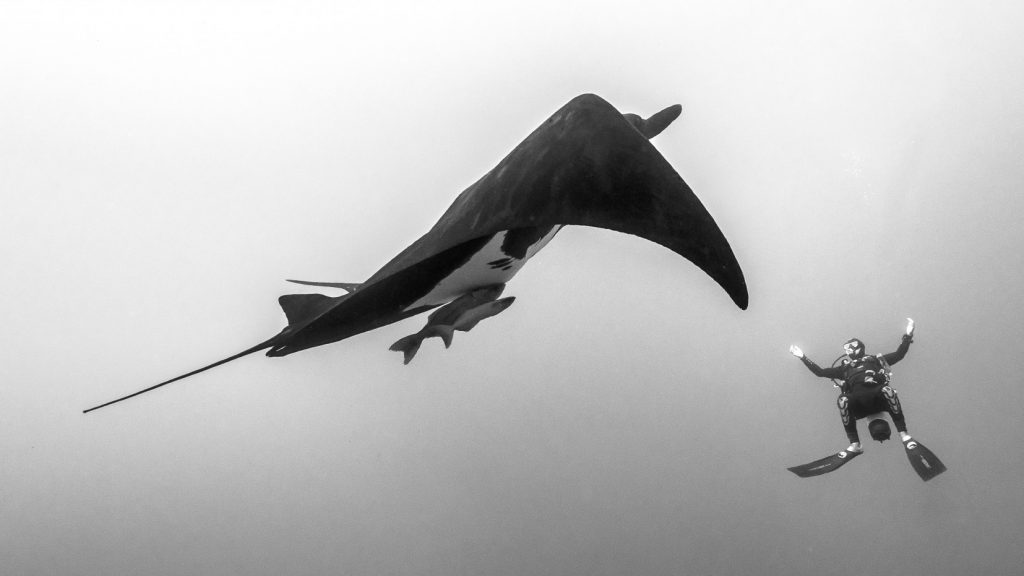 black and white photo of a diver dancing with a giant manta