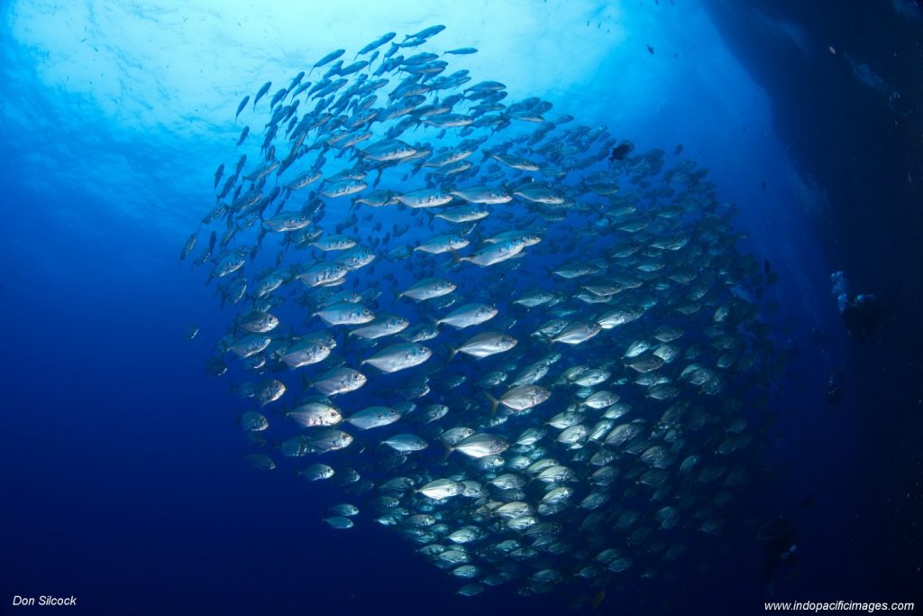 bait ball swirls in the blue waters of socorro