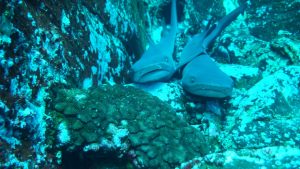whitetip reef sharks pile up on the rock shelves