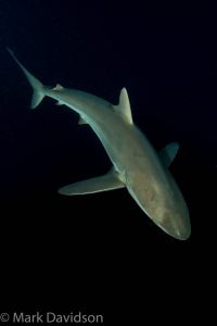 silky shark in the nighttime dark water