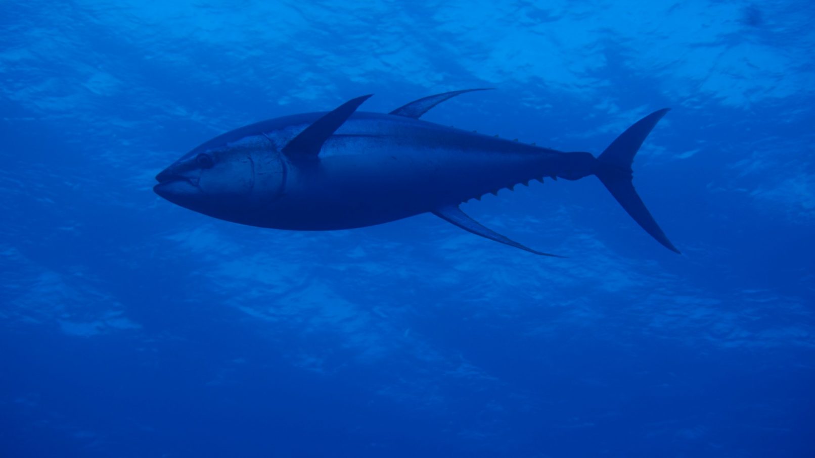 Watching tuna have breakfast Nautilus Adventures