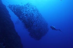 diver approaches huge school of fish by the rock