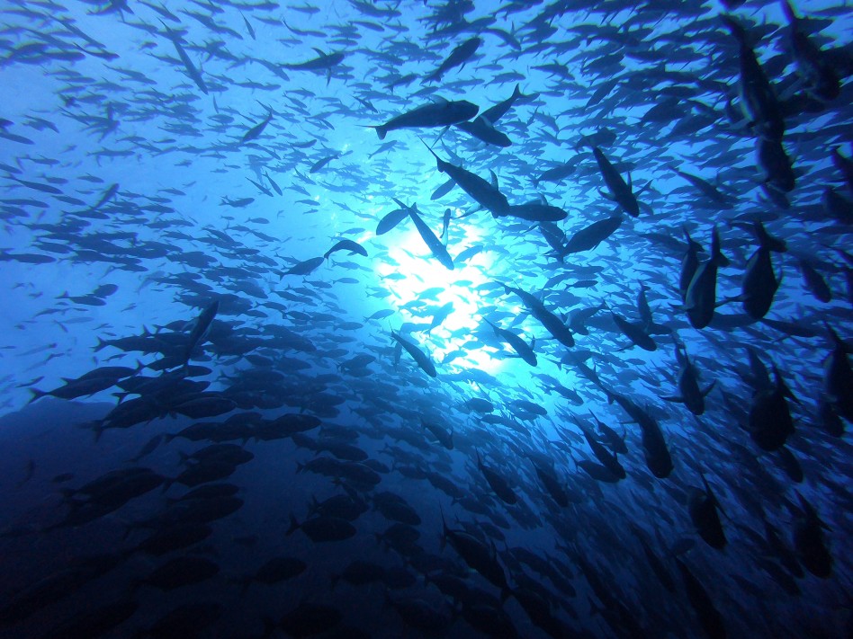looking up at roca partida from the depths, a school of fish blocks out light