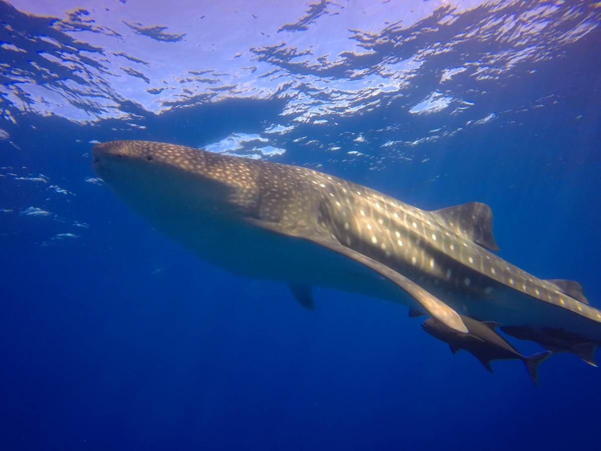 More time with whale sharks!