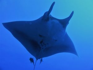 giant manta ray spreads it's fins out