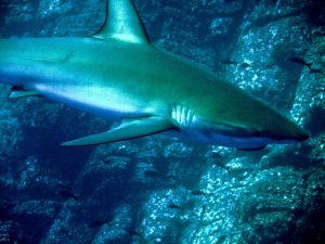 whitetip shark approaches rock shelf to rest