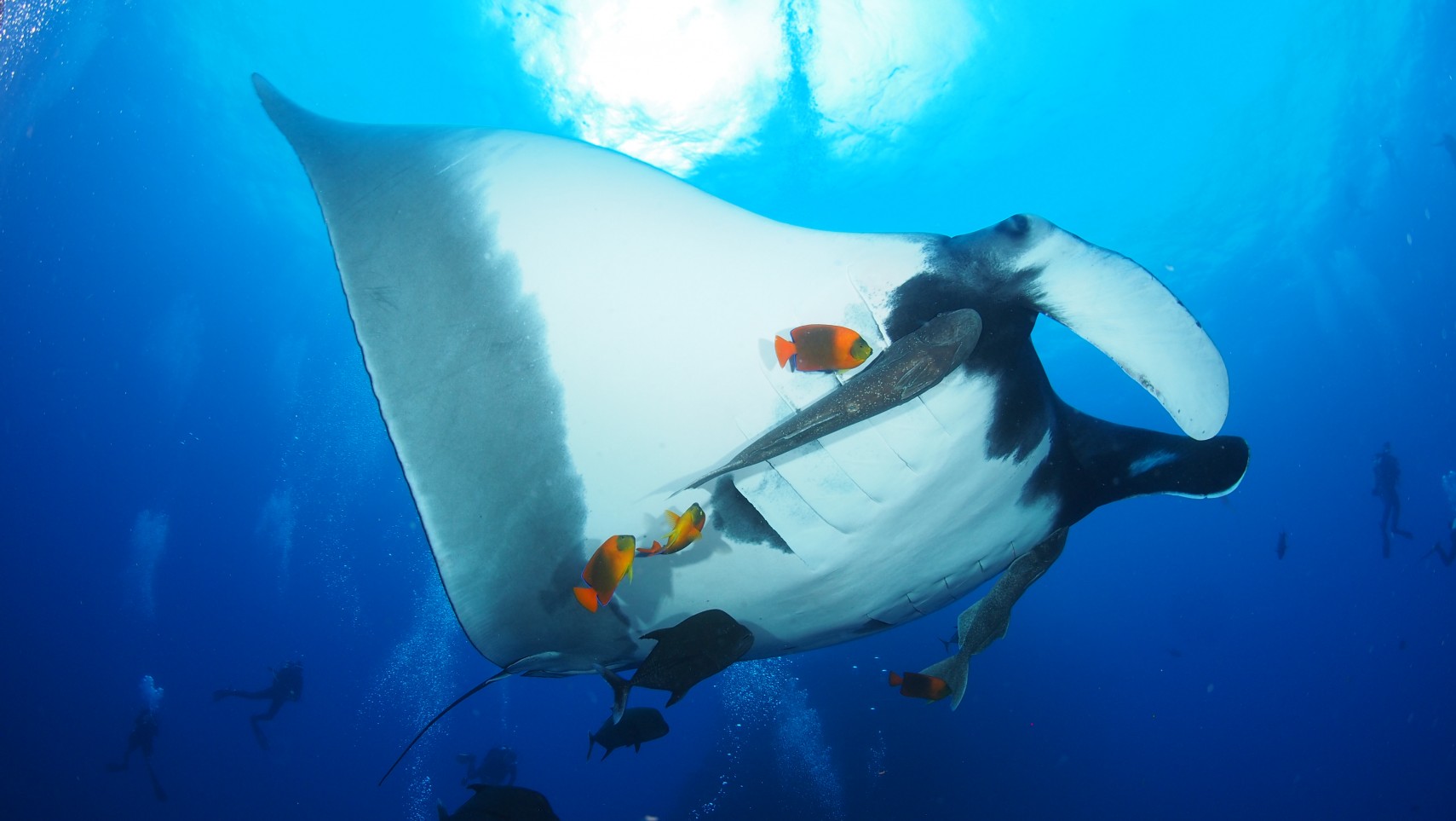 giant manta being cleaned by several clarion angelfish