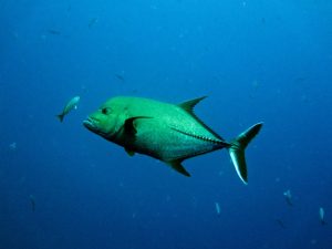 trevally fish dwarfs a few smaller fish around it