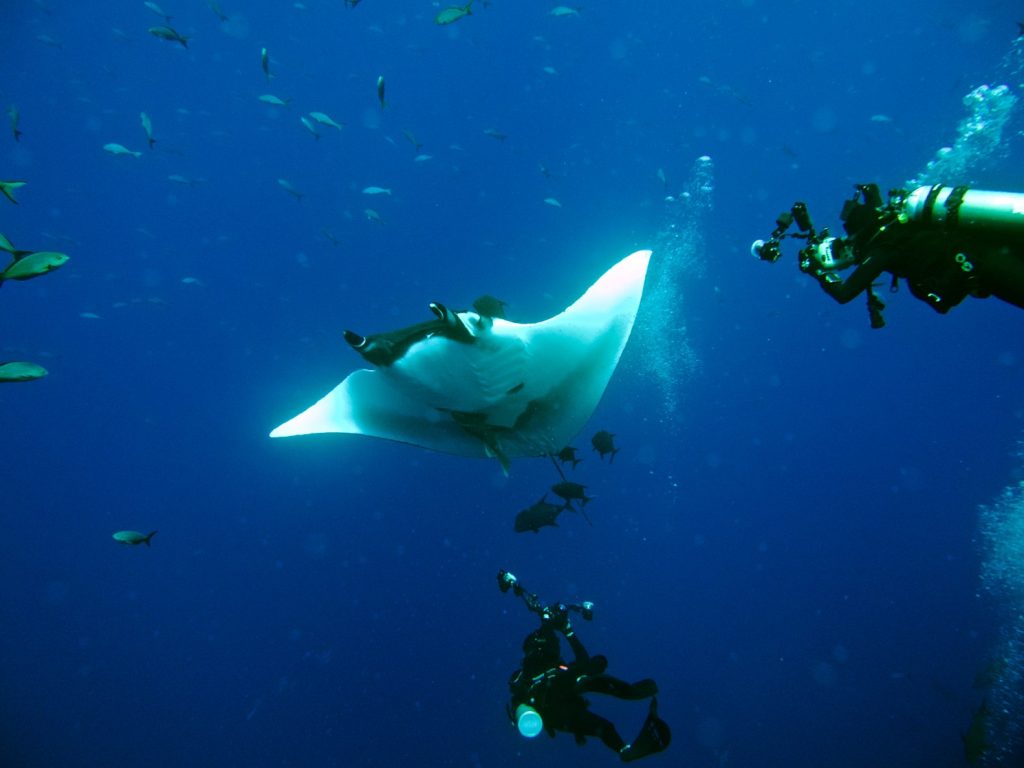 giant manta appears to wave hello to the two divers photographing it