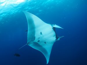 pale giant manta circles around divers