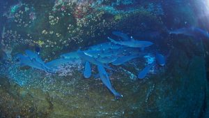 whitetip sharks piled up on a rock shelf