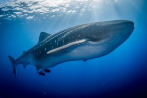 large whale shark in the vibrant blue waters of socorro