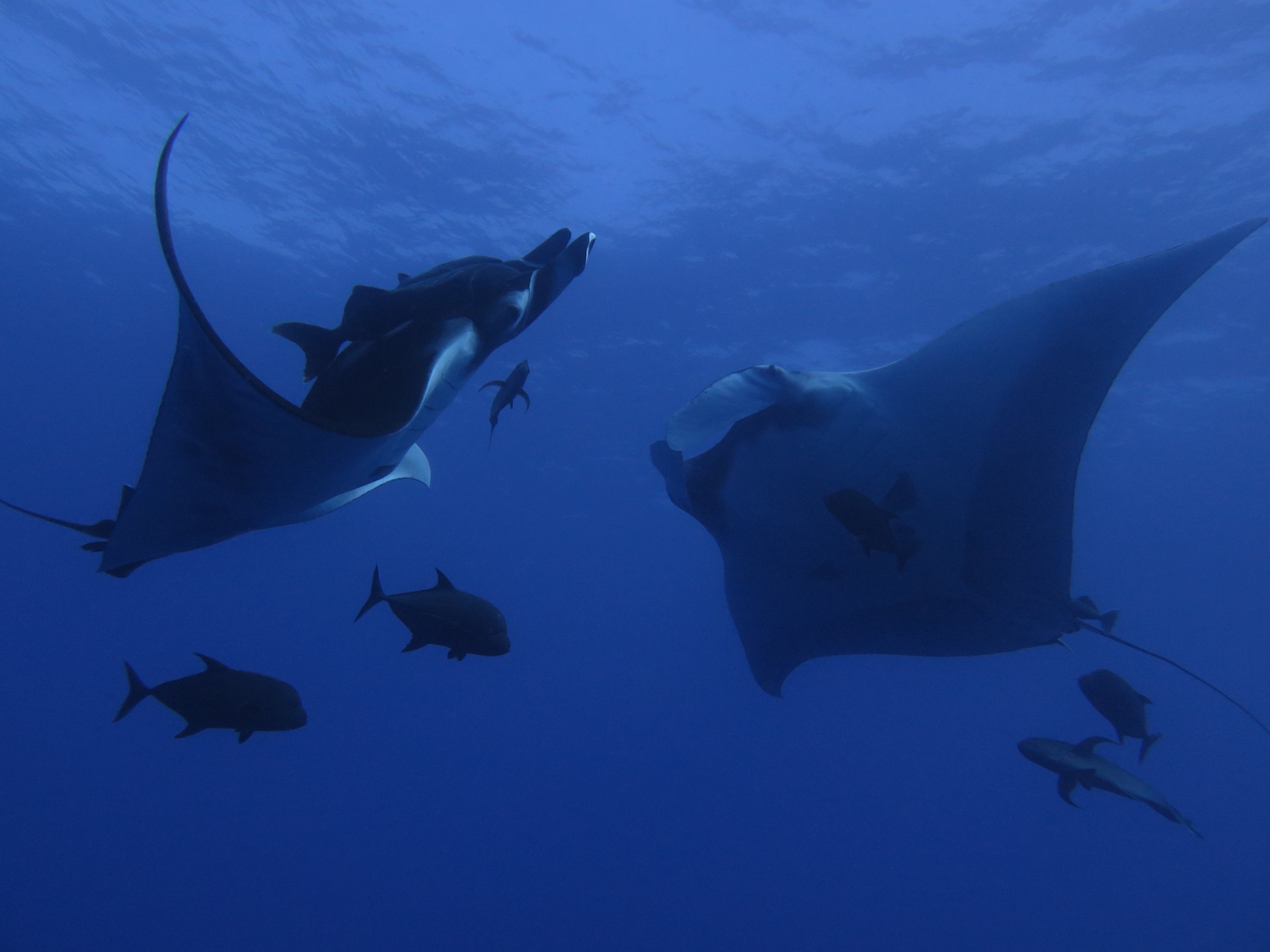 two giant manta rays seemingly doing an aquatic dance together