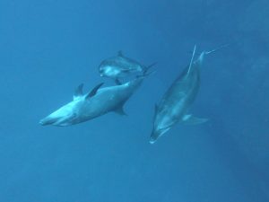 a pod of three bottlenose dolphins with their signature curious appearances