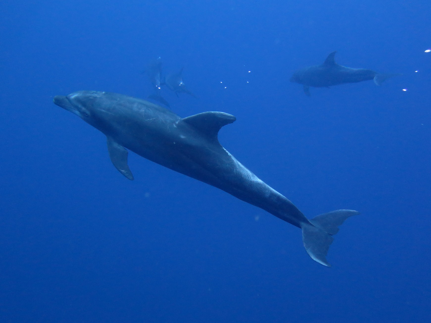 pack of dolphins in the navy revillagigedo waters