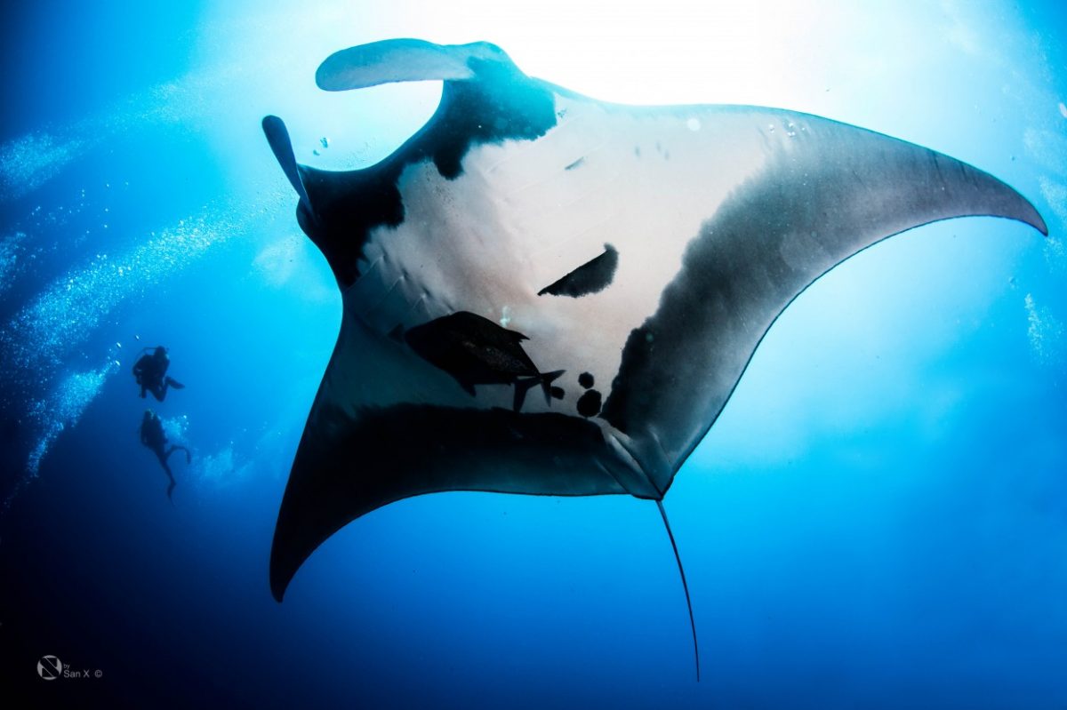 beautiful giant manta highlighted by the sun