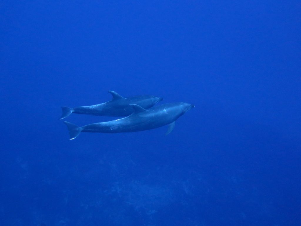 a pair of bottlenose dolphins swimming together