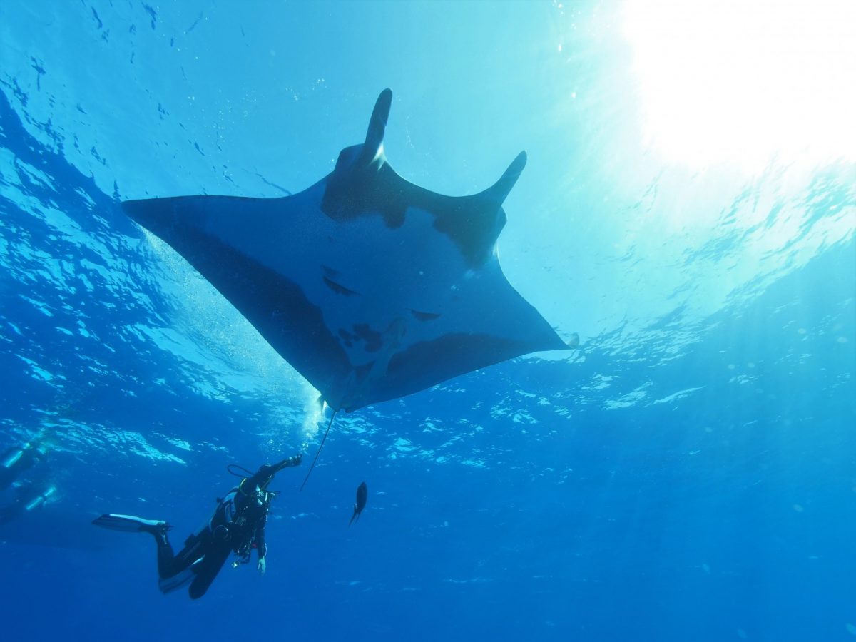 diver gets a good camera angle of a giant manta near the surface