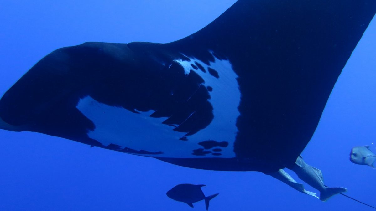 Diving with Giant Mantas