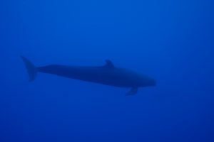 a lone false killer whale in the blue