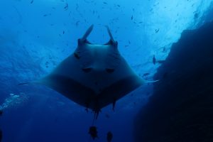 the silhouette of a giant manta ascending from the deep